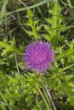 Pasture Thistle, Cirsium pumilum