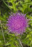 Pasture Thistle, Cirsium pumilum
