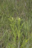 Pasture Thistle, Cirsium pumilum