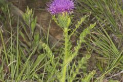 Pasture Thistle, Cirsium pumilum