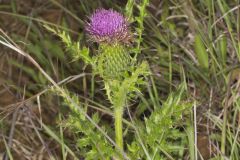 Pasture Thistle, Cirsium pumilum Pasture Thistle, Cirsium pumilum