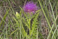 Pasture Thistle, Cirsium pumilum Pasture Thistle, Cirsium pumilum