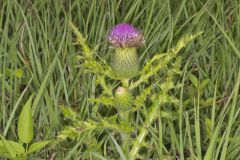 Pasture Thistle, Cirsium pumilum Pasture Thistle, Cirsium pumilum