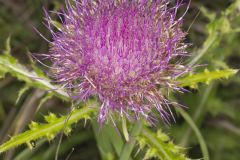 Pasture Thistle, Cirsium pumilum