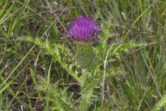 Pasture Thistle, Cirsium pumilum Pasture Thistle, Cirsium pumilum
