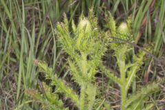Pasture Thistle, Cirsium pumilum Pasture Thistle, Cirsium pumilum