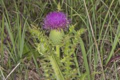 Pasture Thistle, Cirsium pumilum Pasture Thistle, Cirsium pumilum