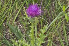 Pasture Thistle, Cirsium pumilum Pasture Thistle, Cirsium pumilum