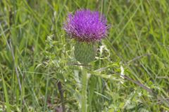 Pasture Thistle, Cirsium pumilum Pasture Thistle, Cirsium pumilum