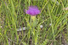 Pasture Thistle, Cirsium pumilum Pasture Thistle, Cirsium pumilum