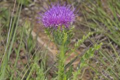 Pasture Thistle, Cirsium pumilum Pasture Thistle, Cirsium pumilum