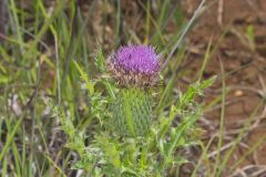 Pasture Thistle, Cirsium pumilum Pasture Thistle, Cirsium pumilum