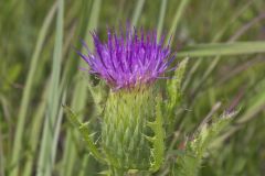 Pasture Thistle, Cirsium pumilum