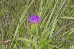 Pasture Thistle, Cirsium pumilum
