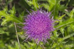 Pasture Thistle, Cirsium pumilum