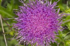 Pasture Thistle, Cirsium pumilum