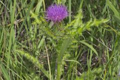 Pasture Thistle, Cirsium pumilum