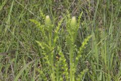 Pasture Thistle, Cirsium pumilum
