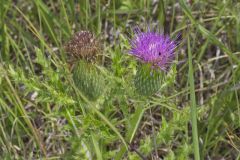 Pasture Thistle, Cirsium pumilum