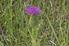 Pasture Thistle, Cirsium pumilum Pasture Thistle, Cirsium pumilum