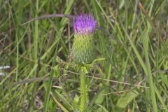 Pasture Thistle, Cirsium pumilum Pasture Thistle, Cirsium pumilum