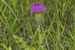 Pasture Thistle, Cirsium pumilum Pasture Thistle, Cirsium pumilum