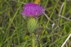 Pasture Thistle, Cirsium pumilum Pasture Thistle, Cirsium pumilum