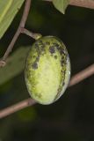 Pawpaw, Asimina triloba