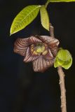 Pawpaw, Asimina triloba