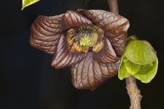 Annonaceae, Pawpaw