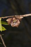 Pawpaw, Asimina triloba