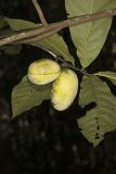 Pawpaw, Asimina triloba
