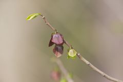 Pawpaw, Asimina triloba