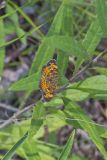 Pearl Crescent, Phyciodes tharos