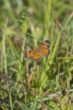 Pearl Crescent, Phyciodes tharos