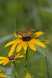 Pearl Crescent, Phyciodes tharos