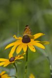 Pearl Crescent, Phyciodes tharos