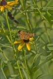 Pearl Crescent, Phyciodes tharos