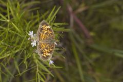 Pearl Crescent, Phyciodes tharos