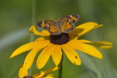 Pearl Crescent, Phyciodes tharos