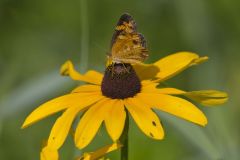 Pearl Crescent, Phyciodes tharos
