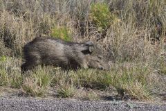Collared Peccary, Dicotyles tajacu