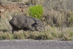 Collared Peccary, Dicotyles tajacu