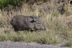 Collared Peccary, Dicotyles tajacu