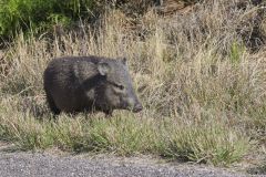 Collared Peccary, Dicotyles tajacu