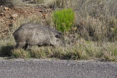 Collared Peccary, Dicotyles tajacu