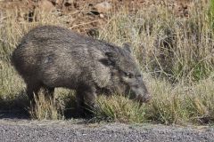 Collared Peccary, Dicotyles tajacu