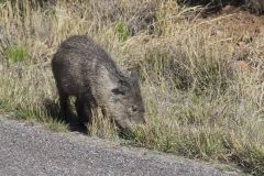 Collared Peccary, Dicotyles tajacu
