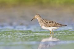 Pectoral Sandpiper, Calidris melanotos