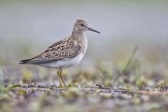 Pectoral Sandpiper, Calidris melanotos